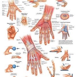 The Hand & Wrist Chart.